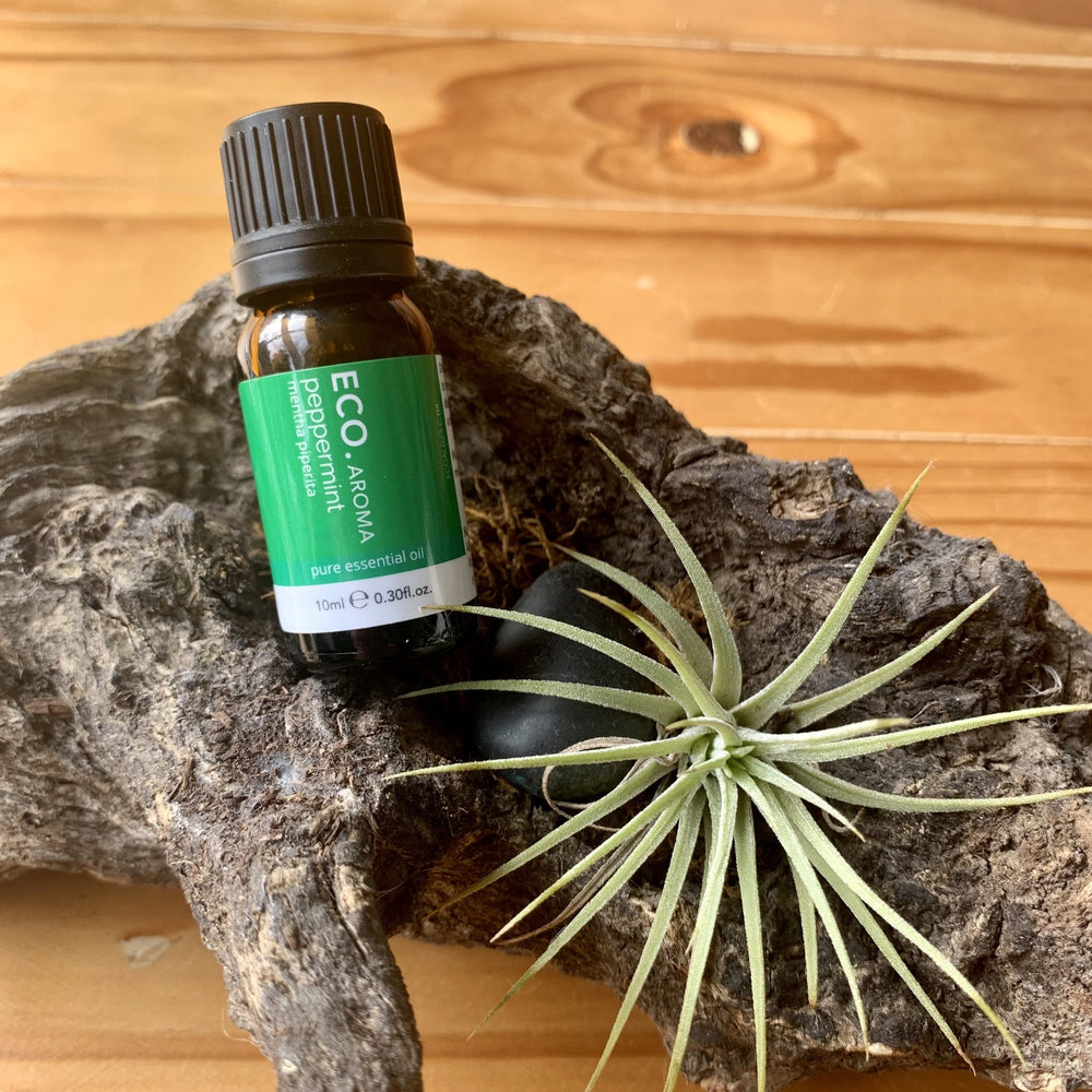 Peppermint Pure Essential Oil-Peaceful Lotus